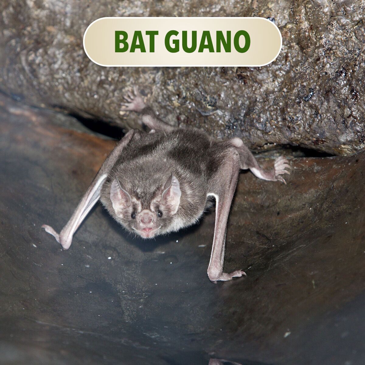 Bat Guano