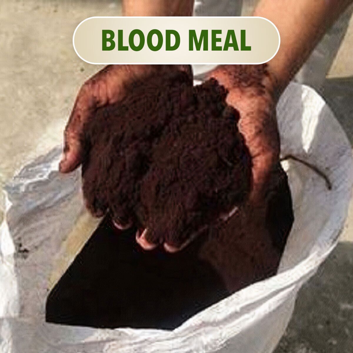 Blood Meal