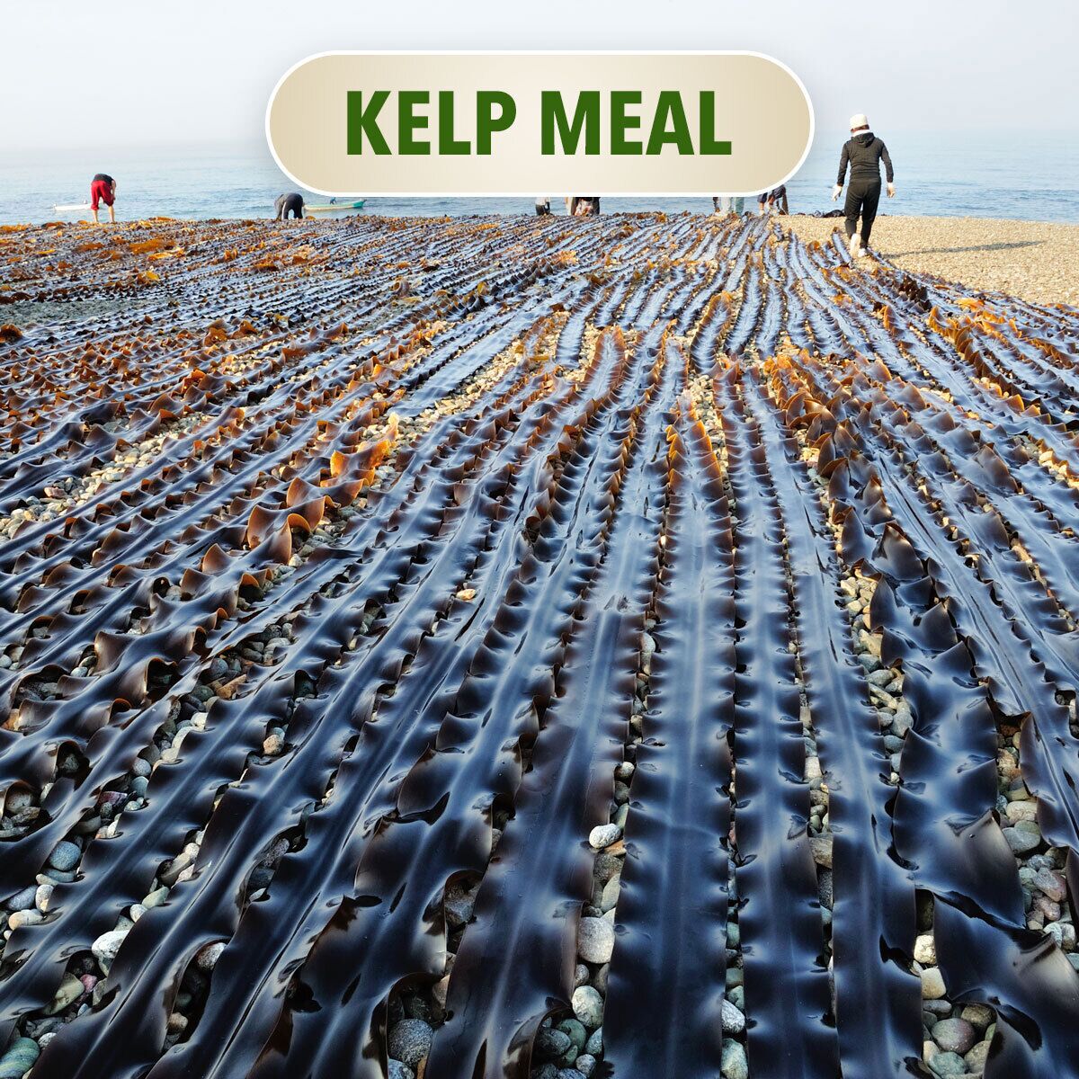 Kelp Meal