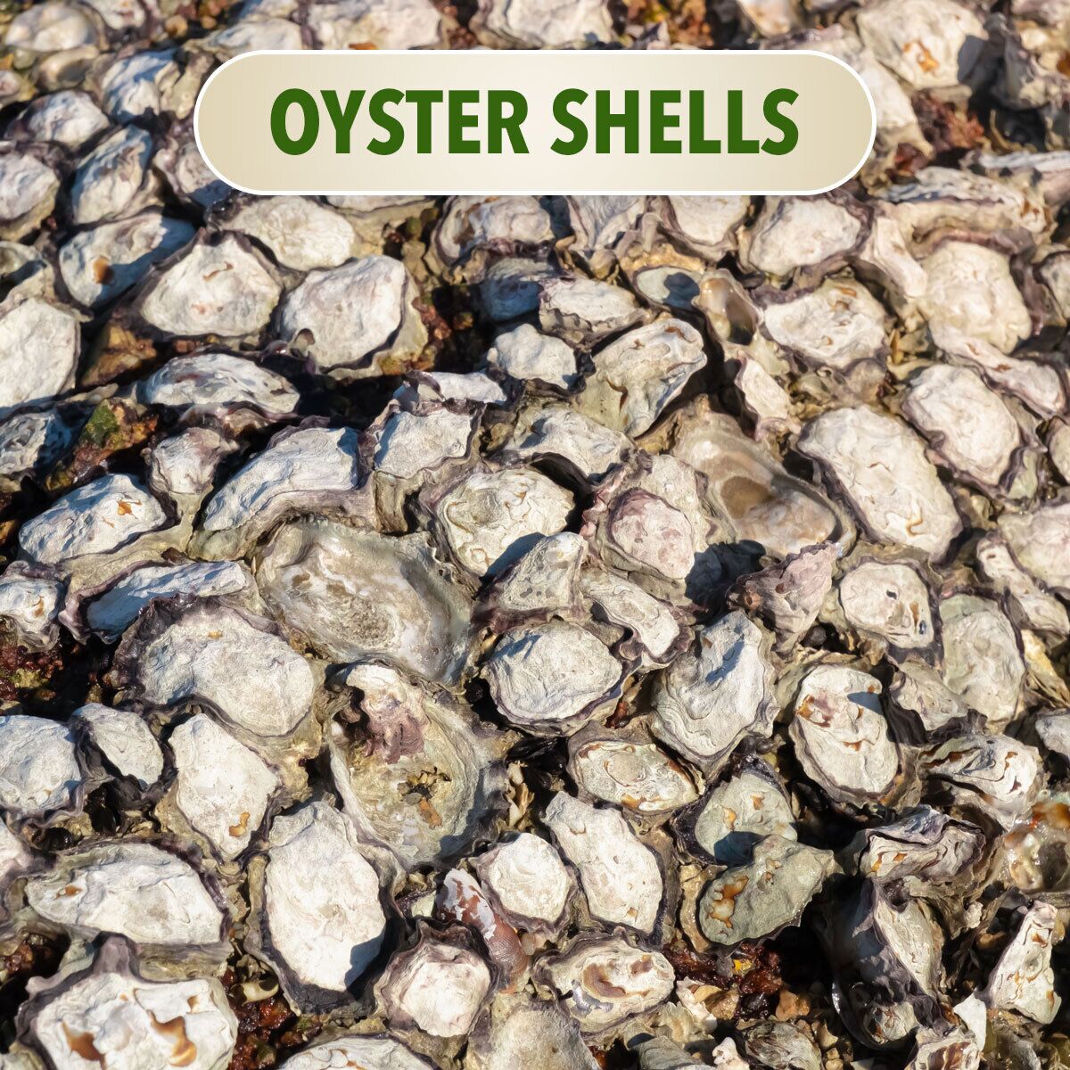 Oyster Shells