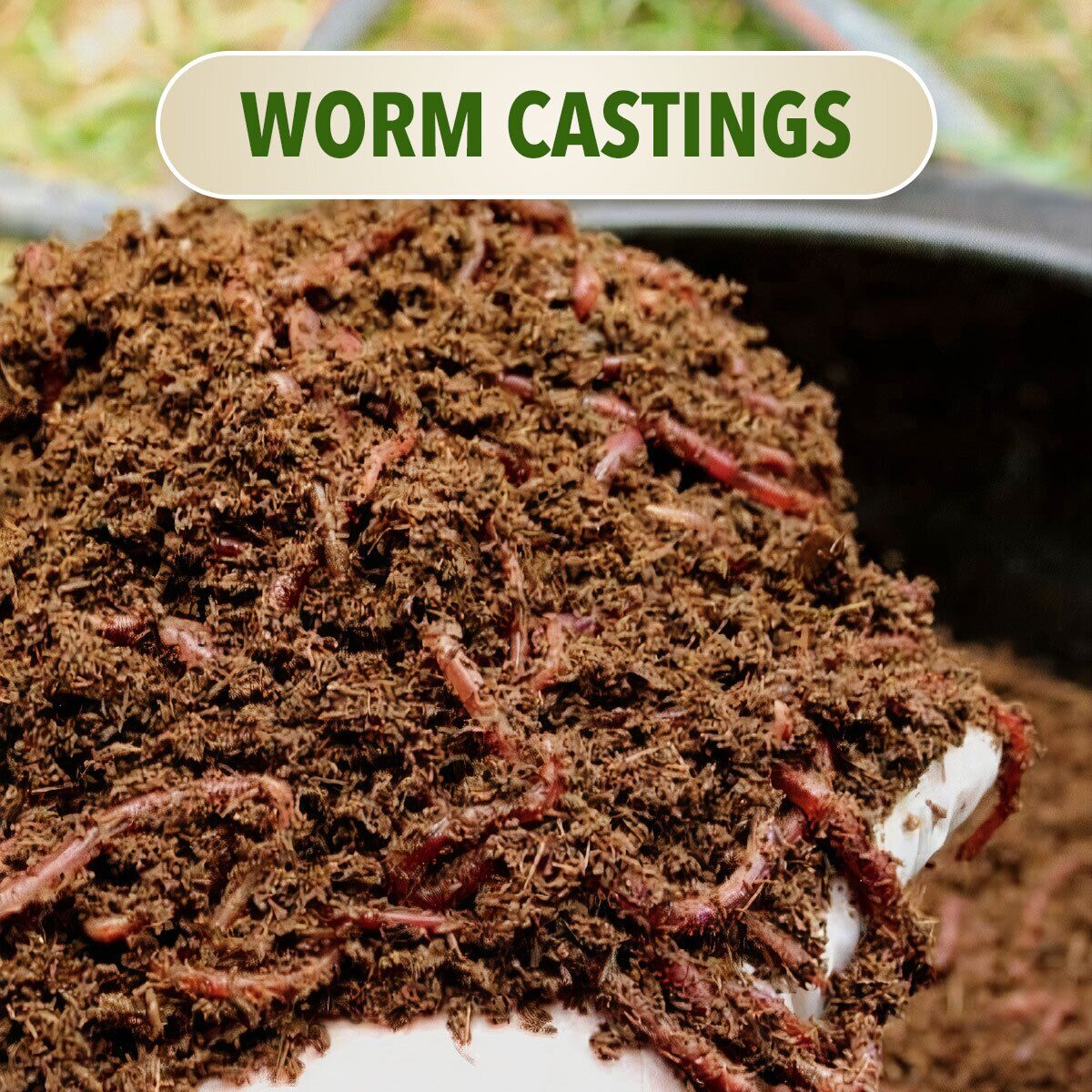 Worm Castings
