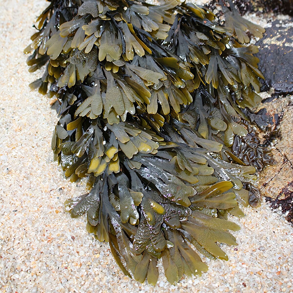 Kelp Kelp