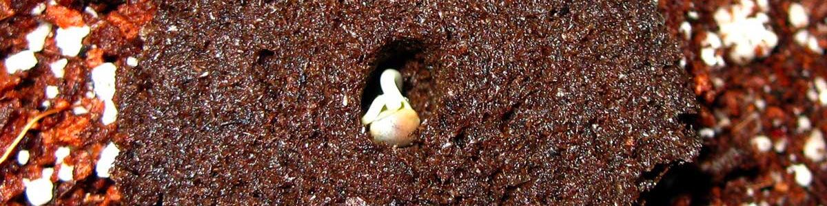 germination