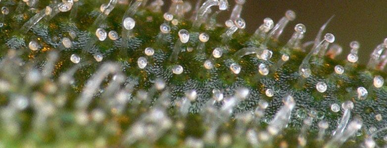 milky trichomes