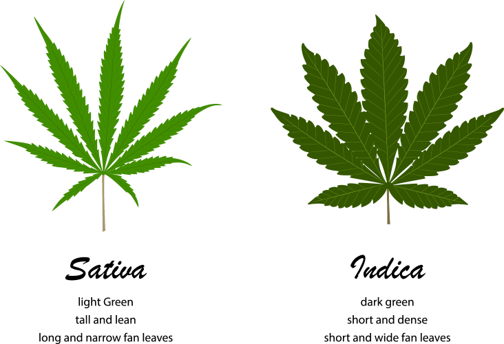 Types of Cannabis