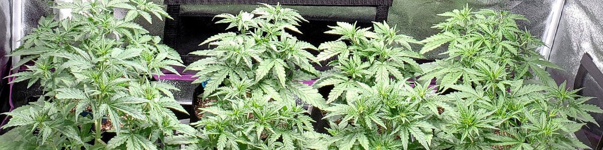 welcome to the grow guide