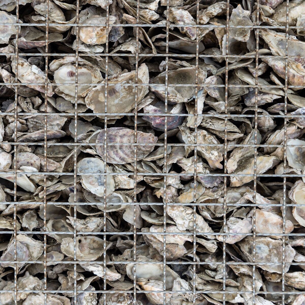 Oyster Shells