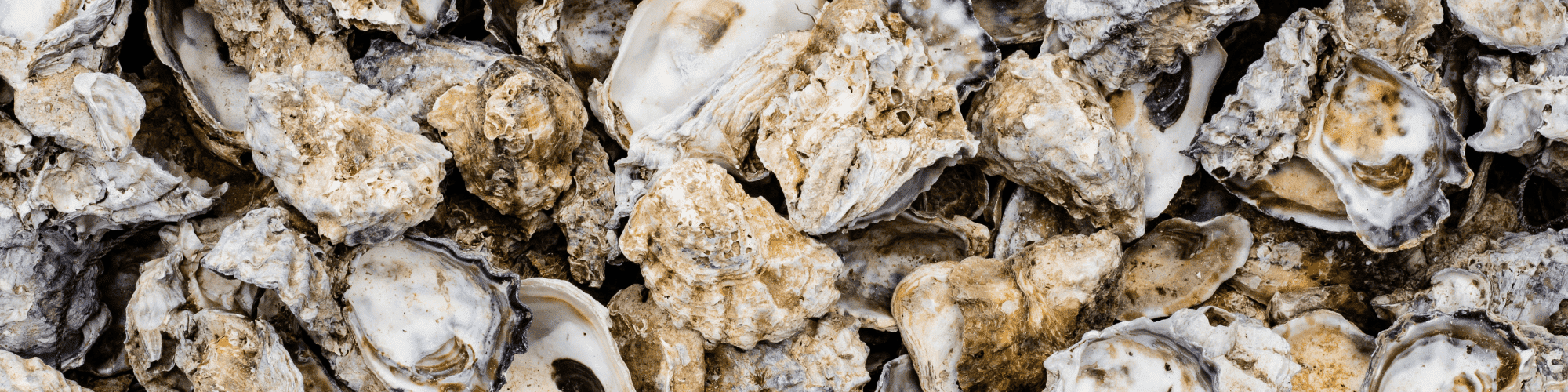 Oyster Shells