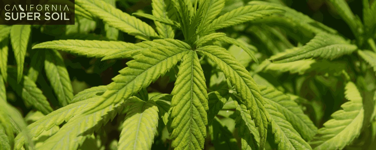 Best Techniques to Grow Hydroponic Weed