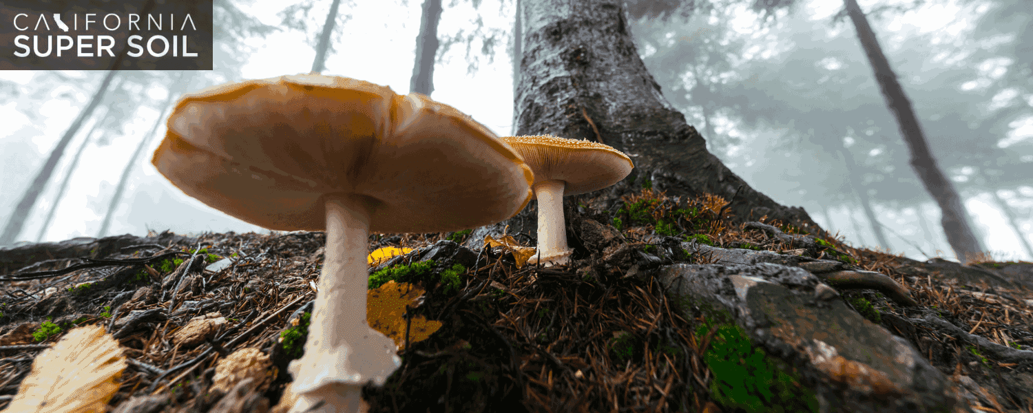 Magic Mushroom Cultivation