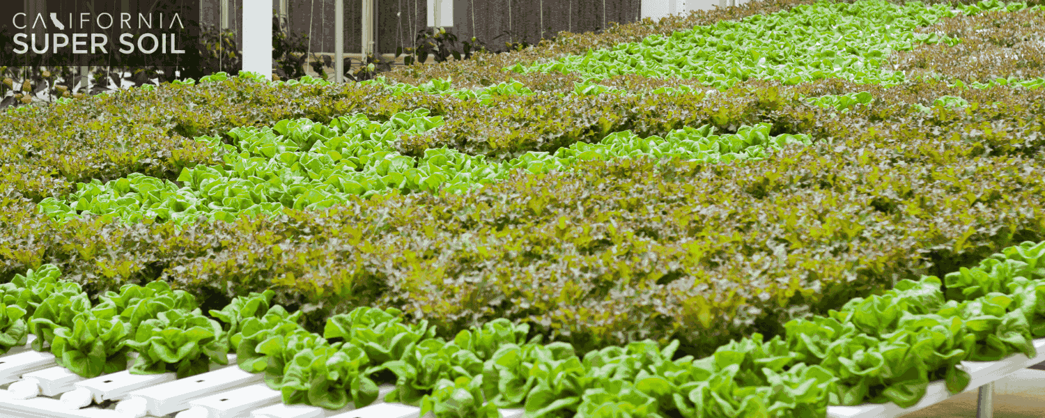 Needs for Hydroponic Growing