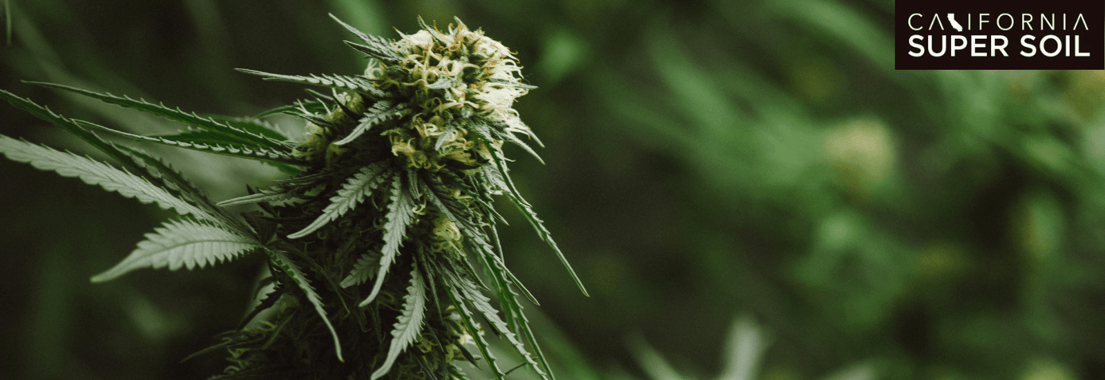 Best Feminized Strains to Grow Indoors