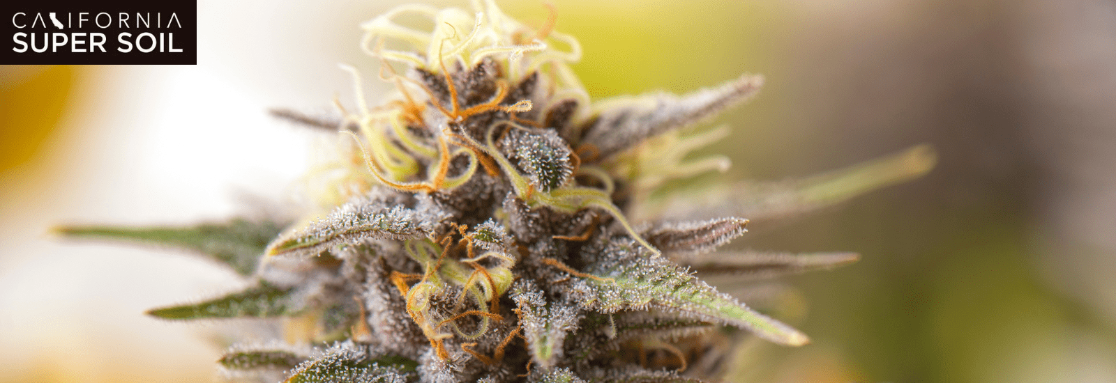 Best Strains for the Weed