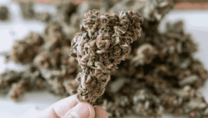 Best Weed Strains to Try in 2024