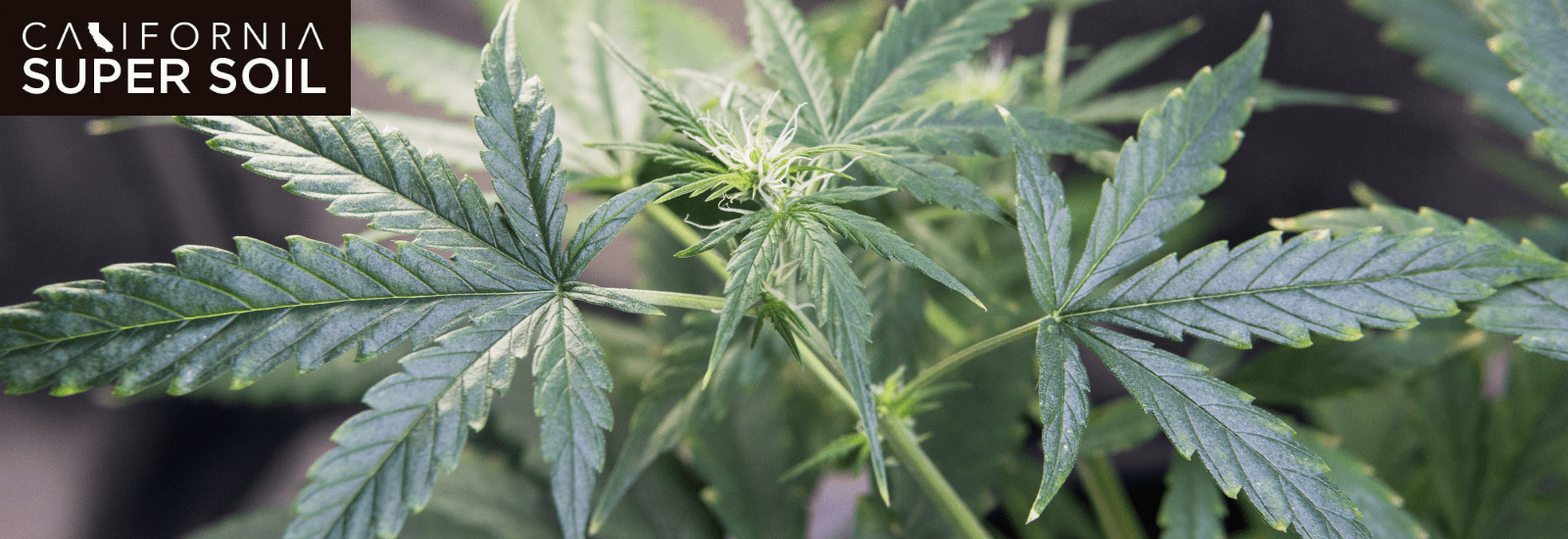 Diminish the Odors When Growing Indoor Plants