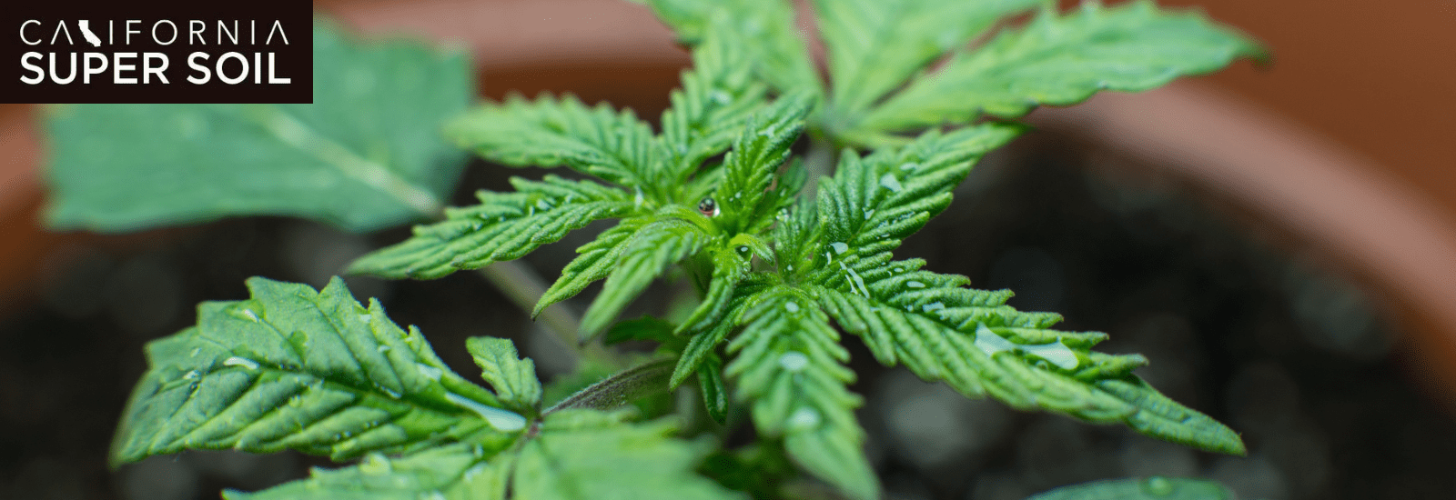 Effects of Cannabis Smells