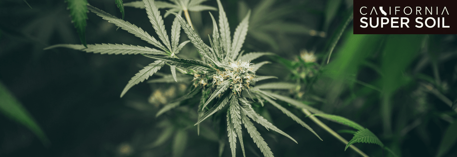 Factors Required for Weed Grown in Closet