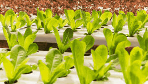 Hydroponic Grow Kits