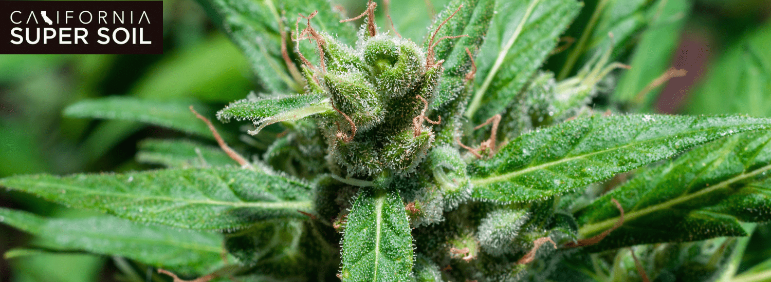 Perfect Time to Grow Cannabis Indoors