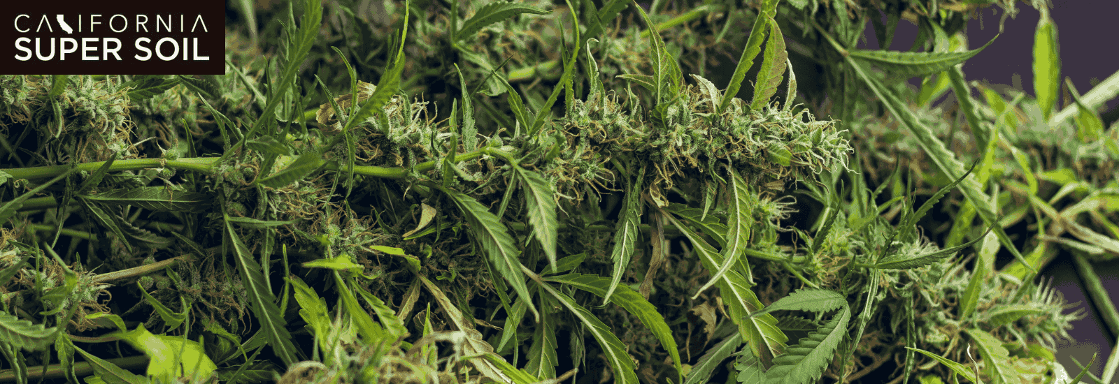 Reasons That Affect the Weed Plant’s Yield