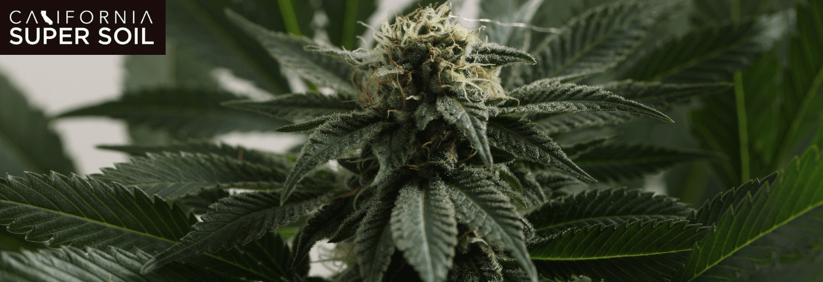 Things to Consider Before Buying Strains