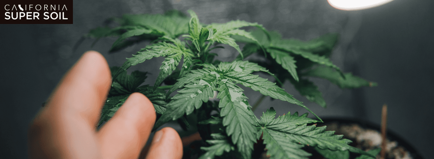 Top-Growing Weed Season