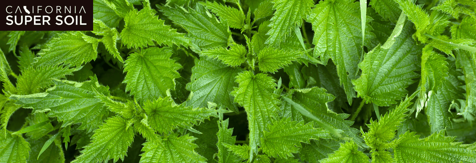 Best Herbs to Grow Indoors