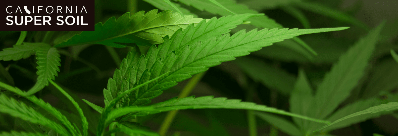 Can Overwatered Weed be Recovered