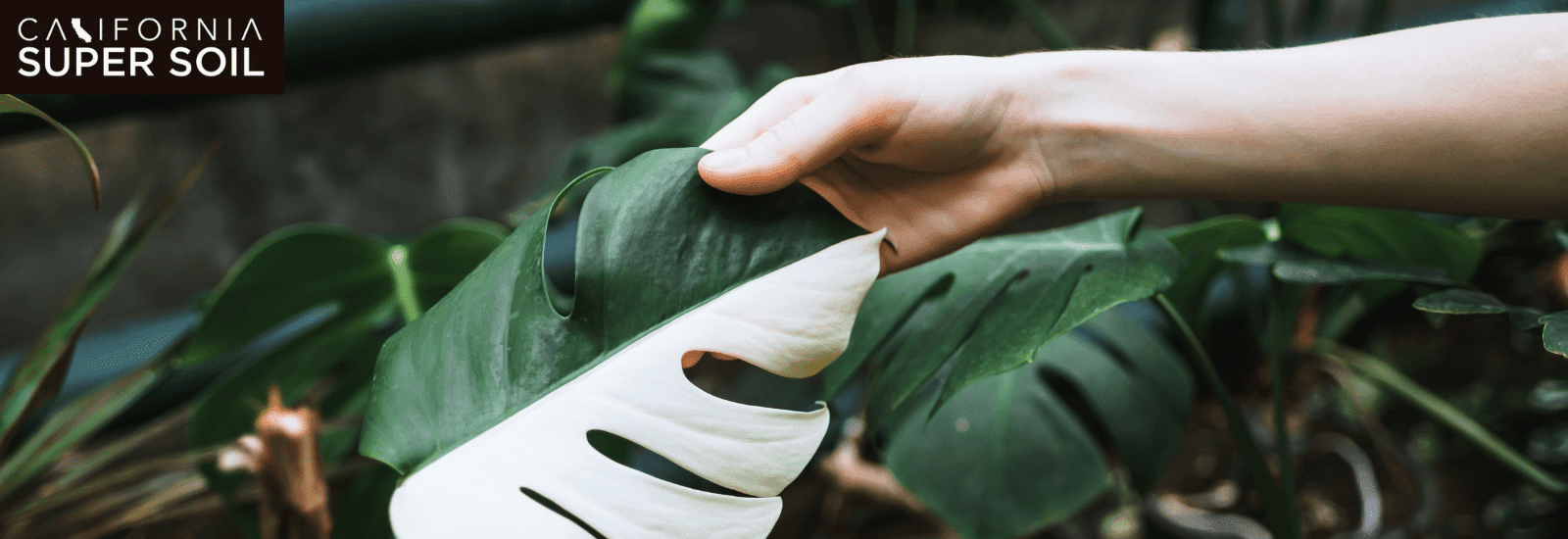 Variegated Monstera Mini