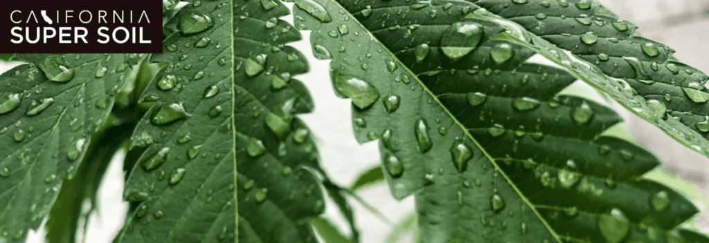 What are the Causes of Cannabis Overwatering