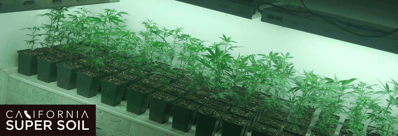 cannabis cloning