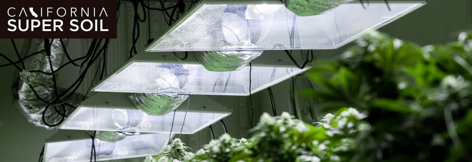 Fluorescent lighting for growing