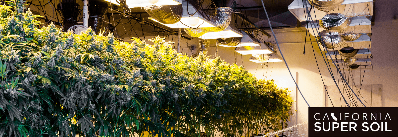 Fluorescent lighting for plants