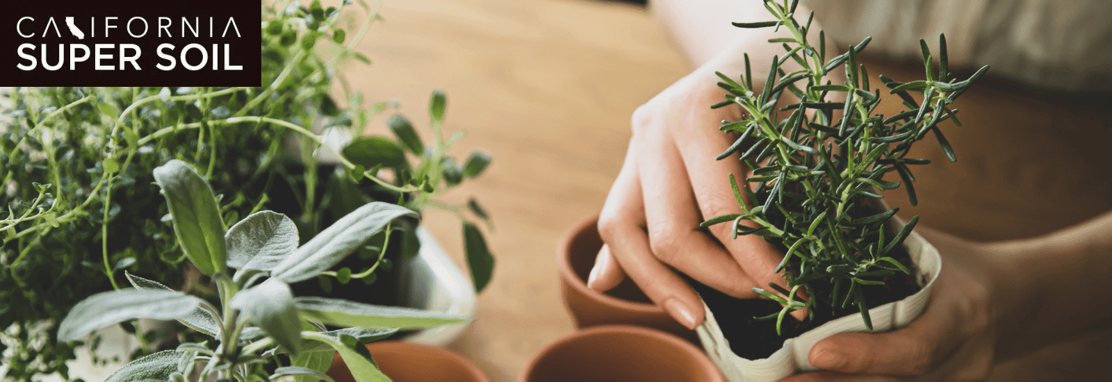 Greenhouse tent indoor