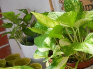 HID Lights Vs LED Lights for Growing