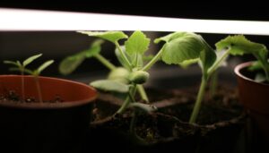 LED vs Fluorescent Grow Lights