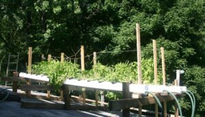 What is Deep Water Culture Systems