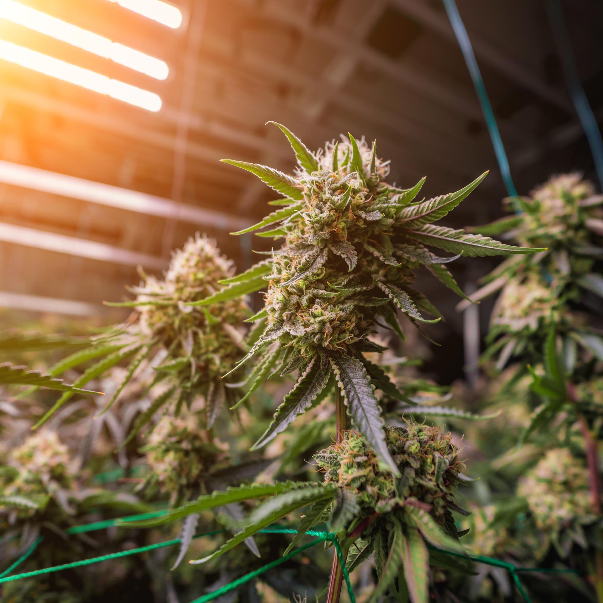 Cali Pure Veg Premium Liquid Plant Food - Image 14