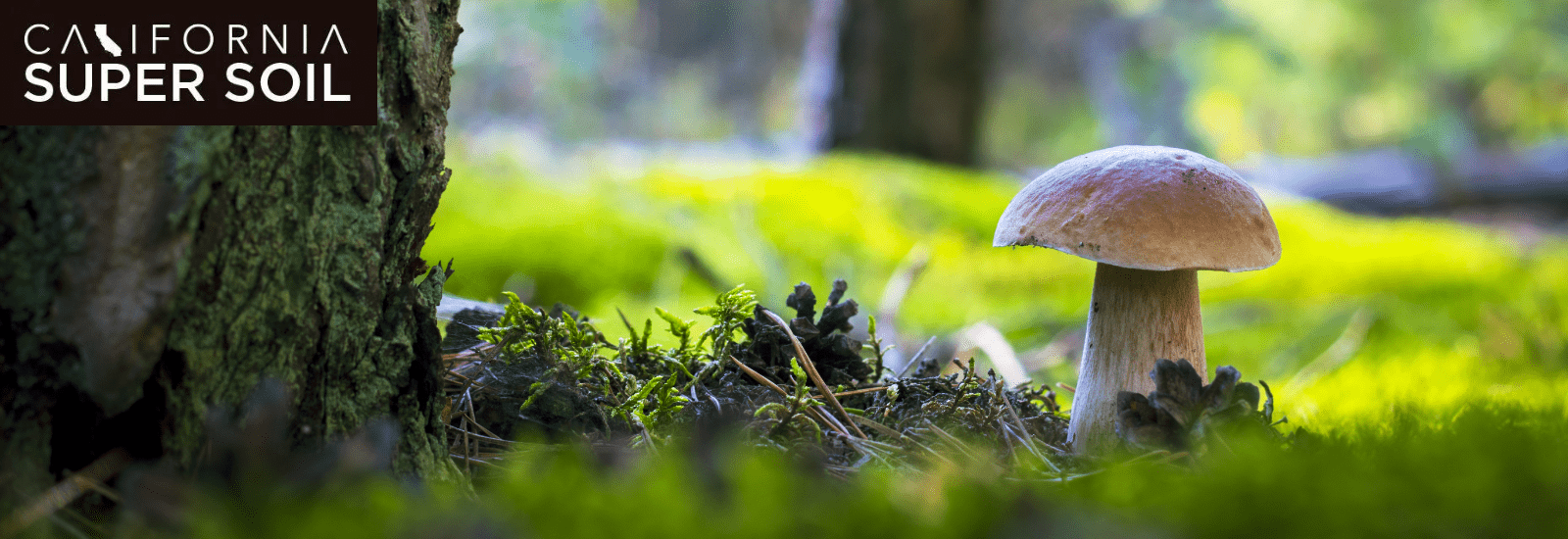 fastest growing mushrooms