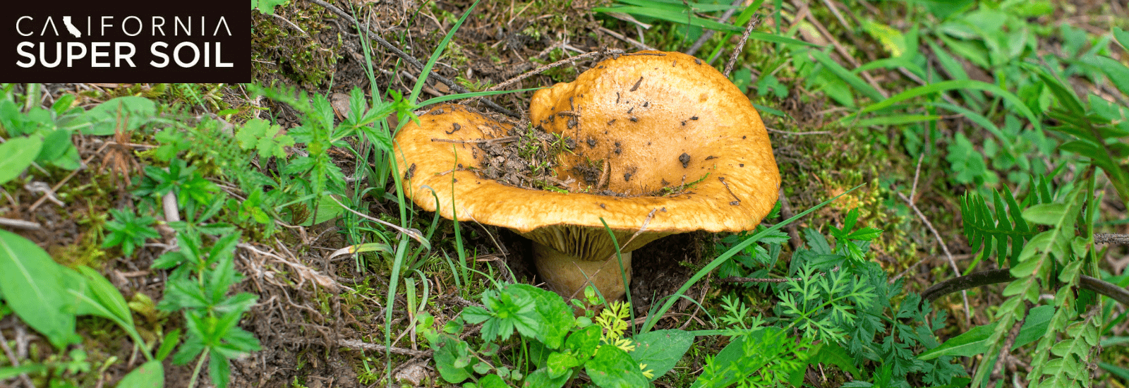 mushrooms grow tent kit