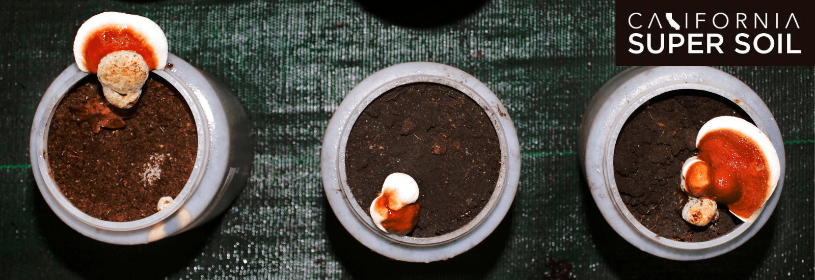 mushrooms growing setup