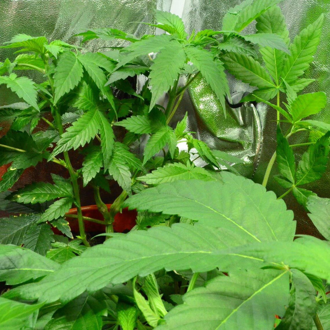 Cali Pure Veg Premium Liquid Plant Food - Image 15